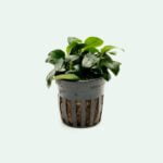 Anubias barteri 'Petite'