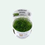 Vesicularia montageni 'Christmas moss'