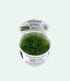 Vesicularia montageni Christmas moss
