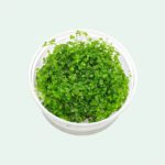 Hydrocotyle tripartita ´Mini´, In-Vitro