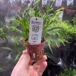 Tropica Microsorum Pteropus 'Windelov'