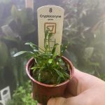 Cryptocoryne Parva