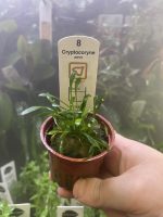 Cryptocoryne Parva