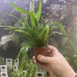 Microsorum pteropus 'Narrow'