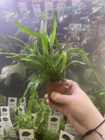 Microsorum pteropus 'Narrow'