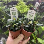Bucephalandra Sp.Red