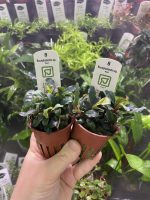 Bucephalandra Sp.Red