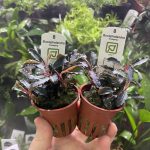 Bucephalandra Kedagang