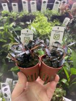 Bucephalandra Kedagang