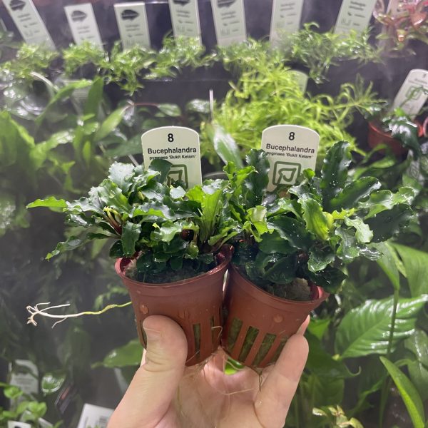 Bucephalandra pygmaea Bukit Kelam