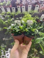 Bucephalandra pygmaea Bukit Kelam