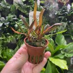 Cryptocoryne albida Brown