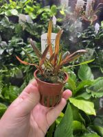 Cryptocoryne albida Brown