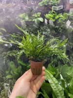 Bolbitis Heudelotii - Image 2