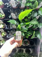 Tropica Anubias barteri var. caladiifolia