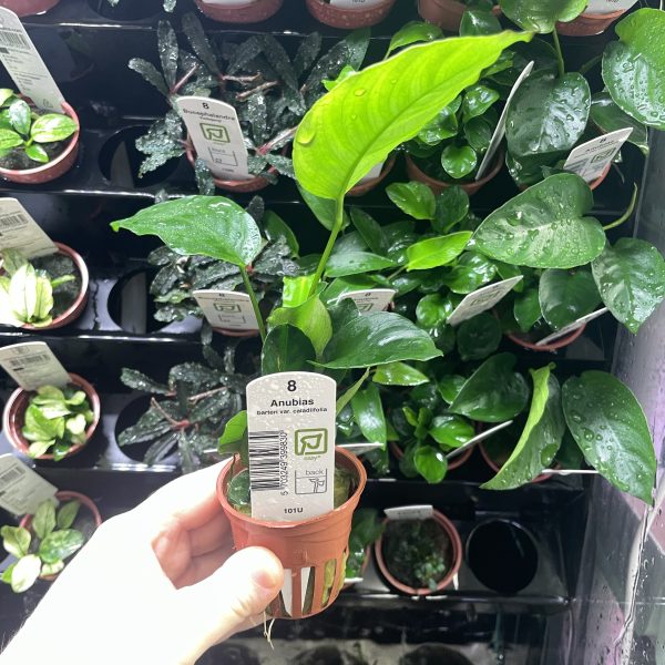 Tropica Anubias barteri var. caladiifolia