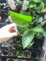 Tropica Anubias barteri var. caladiifolia - Image 2