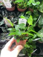 Tropica Anubias gracilis