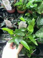 Tropica Anubias gracilis - Image 2