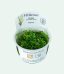 rotala green 1