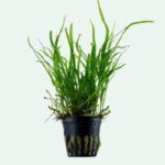 Microsorum pteropus 'Trident'