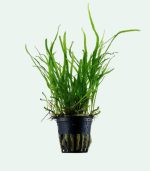 Tropica Microsorum pteropus 'Trident' - Image 3