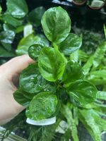 Anubias barteri 'Coin Leaf' - Image 5