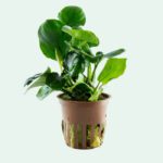 Anubias barteri 'Coin Leaf'