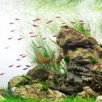 Elephant/Epic Stone (Per 100g) - Image 4