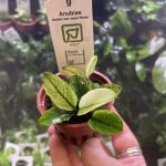 Anubias barteri var. nana 'Pinto'