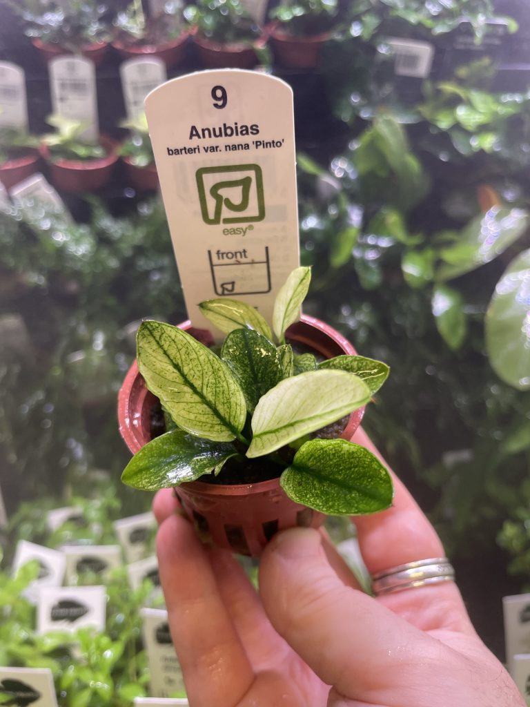 Anubias Nana Pinto White – Live Aquarium Plant, Easy Beginner, BUY 2 GET 1 FREE