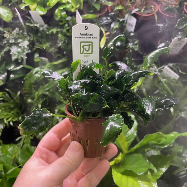 Anubias nana Kirin