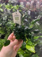 Anubias nana Kirin - Image 3