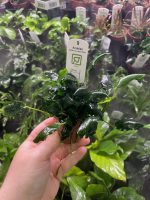 Anubias nana Kirin - Image 2