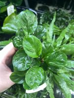 Anubias barteri 'Coin Leaf' - Image 2