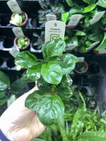 Anubias barteri 'Coin Leaf'