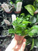 Anubias barteri 'Coin Leaf' - Image 3