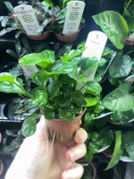 Anubias barteri 'Coin Leaf' - Image 4
