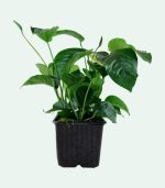 Tropica Anubias barteri var. caladiifolia XL - Image 4