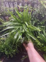 Microsorum pteropus 'Narrow', on Wood