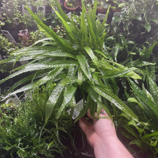 Microsorum pteropus 'Narrow', on Wood