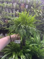 Microsorum pteropus 'Trident', on Wood