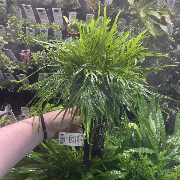 Microsorum pteropus 'Trident', on Wood