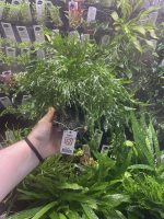 Bolbitis heudelotii, on Wood - Image 2