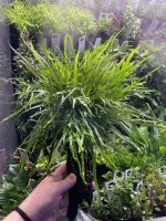 Microsorum pteropus 'Trident', on Wood - Image 2