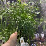 Bolbitis heudelotii, on Wood