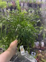 Bolbitis heudelotii, on Wood