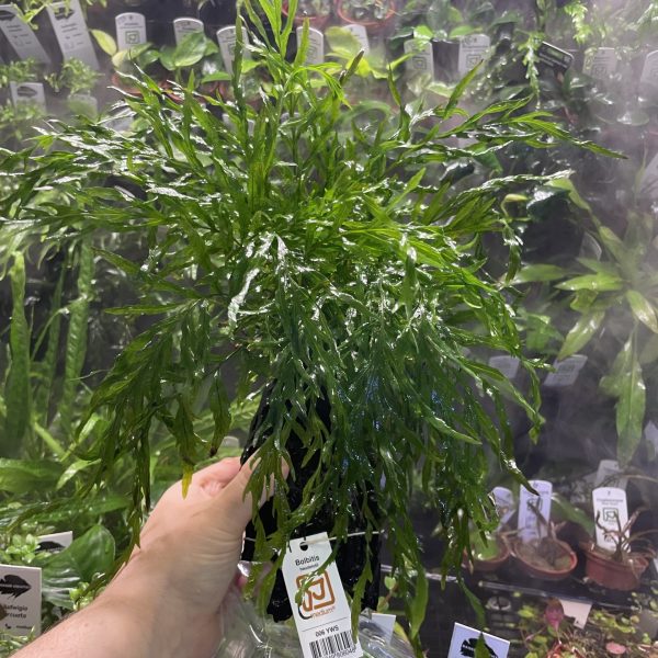 Bolbitis heudelotii, on Wood