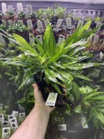 Microsorum pteropus, on Wood