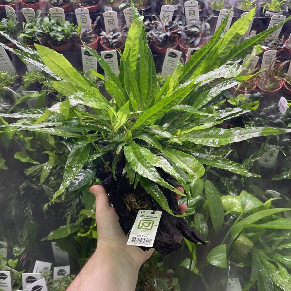 Microsorum pteropus, on Wood